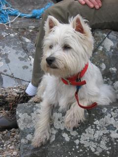 West Highland or Scottish Terrier dog